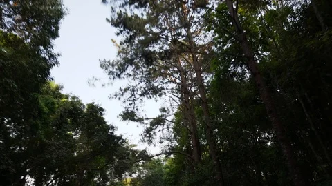 Driver view of sky and trees. Looking up during drive Stock Footage 88362384