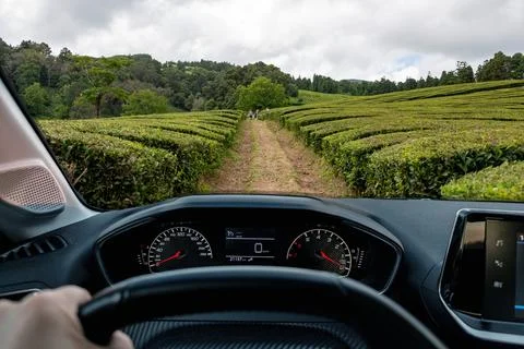 Driver view to tea plantation, view from inside a stoped car. Sao Miguel, Azores Stock Photos