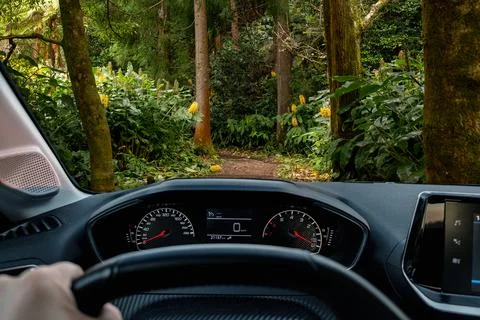 Driver view to typical azorean forest. Sao Miguel island, Azores Stock Photos