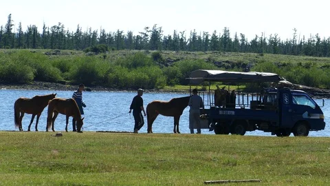 The drivers drive the horses into the car. Stock Footage 90840619