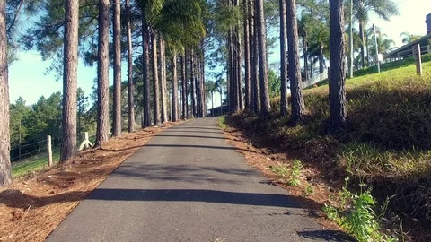 Driveway surrounded by trees fly up Stock-Footage 74513243