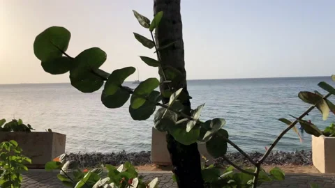 Driving along the coast of Las Terrenas, Dominican Republic 動画素材 195542690
