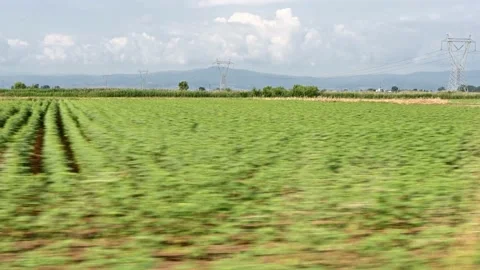 Driving along fields in early summer4 Stock Footage 196886885