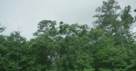 Driving Along the Forest 4K Vídeos de archivo 83999399