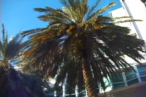 Driving along palm trees 스톡 동영상 113069