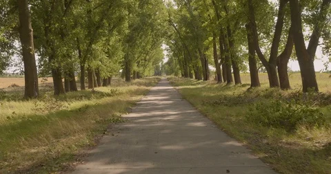 Driving along the road. The road in the forest Stock Footage 114632065
