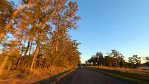 Driving Along Rural Road Lined with Eucalyptus Trees at Sunset Stock Footage 340245073