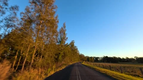 Driving Along a Rural Road Through Eucalyptus Forest at Sunset Stock Footage 340373572