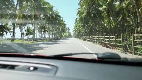 Driving along the scenic highway bordered by palm trees between Cabrera and Vidéo 295905754