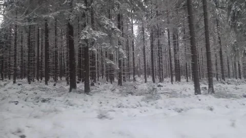 Driving along snow covered spruce forest on sunny day. winter landscape Stock Footage 317821266