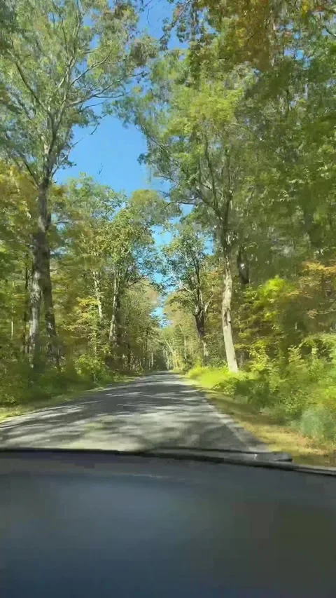 Driving Along Tree Lined Country Road in Daylight Stock-Footage 336459051