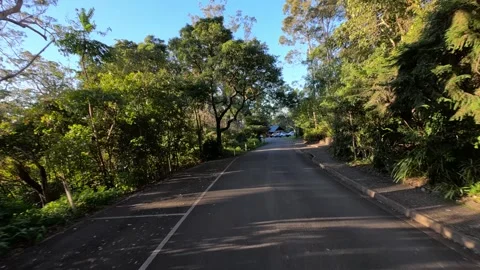 Driving Along Winding Forest Road Through Eucalyptus Trees in Binna Burra Stock Footage 344527922