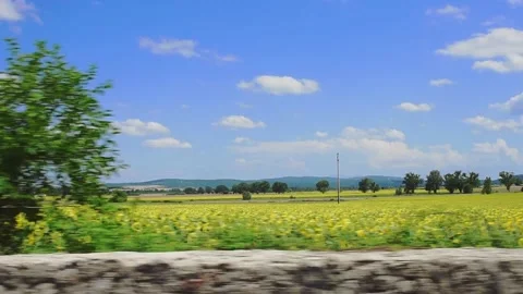 Driving alongside sunflowers fields Stock Footage 135233497