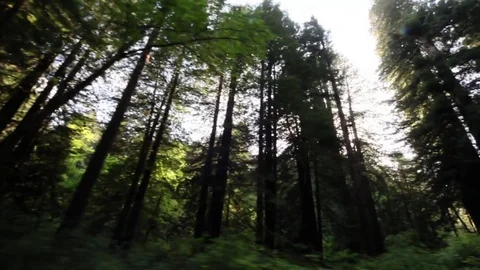 Driving and looking at tall trees Stock Footage 78548133