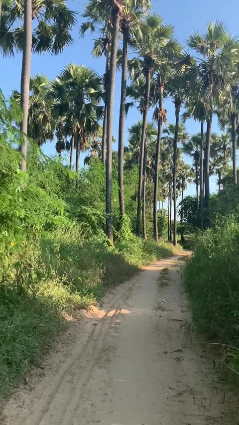 Driving in Bagan historical park Vídeo Stock 343736222