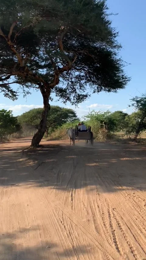 Driving in Bagan historical park Vidéo 343736428