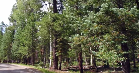 Driving on beautiful pine forest road in Arizona, USA Stock Footage 81317030
