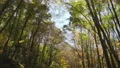 driving beneath beautiful canopy of autumn trees 4k or 4k+ Resolution