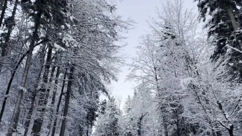 Driving beneath the snow capped trees Stock Footage 225676567
