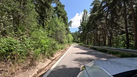 Driving between a beautiful forest Stock Footage 278920698