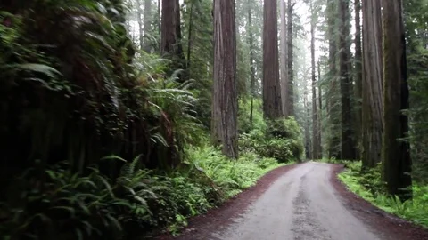 Driving between tall trees and foliage Stock Footage 78548702