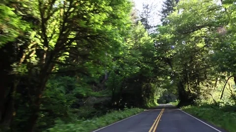 Driving between tall trees during the day Stock Footage 78547946
