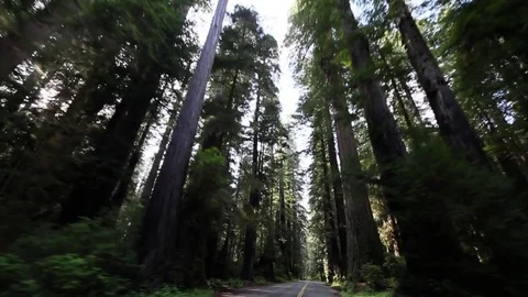 Driving between tall trees Stock Footage 78547832
