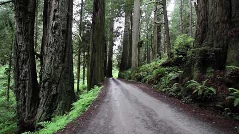 Driving between tall trees in the woods Stock Footage 78549506