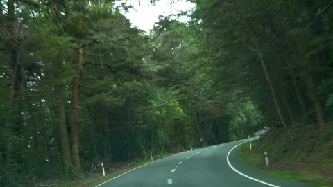 Driving between the tree forest in Queenstown, New Zealand Stock Footage 95391418