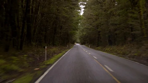 Driving between the tree forest in Queenstown, New Zealand Stock Footage 95391432