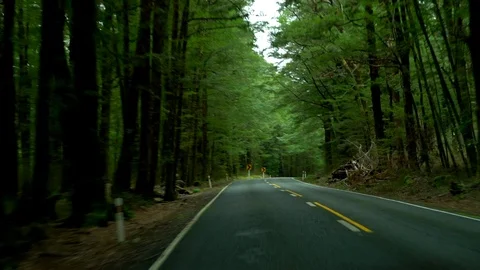 Driving between the tree forest in Queenstown, New Zealand Stock Footage 95391461