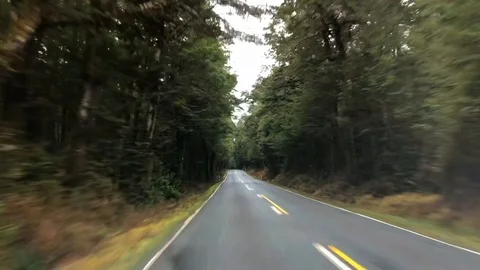 Driving between the tree forest in Queenstown, New Zealand Stock Footage 95622128