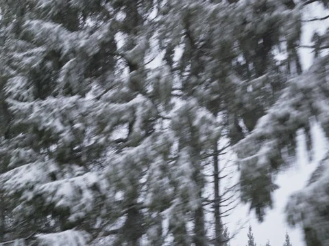 Driving on a bumpy country road - hand-held shot towards the treetops Vídeos de archivo 83426387