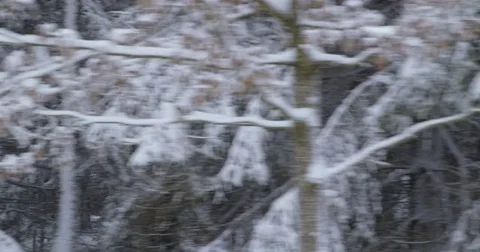 Driving on a bumpy country road, leading through a snowy forest - hand-held shot Vidéo 83474339
