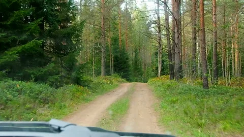 Driving on a bumpy road through the forest. Video stock 95285767