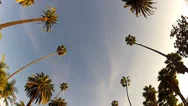 Driving With Camera Looking Up At Beverly Hills Ca Palm Trees Stock Footage
