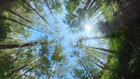 Driving With Camera Looking Up At Trees, Kolli hills Stock Footage 184906329