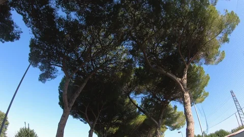 Driving a Car along empty Road in Italy on a sunny day with clear sky. Low angle 스톡 동영상 101563821