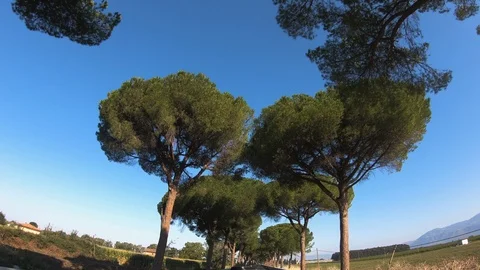 Driving a Car along empty Road in Italy on a sunny day with clear sky. Video stock 119636770
