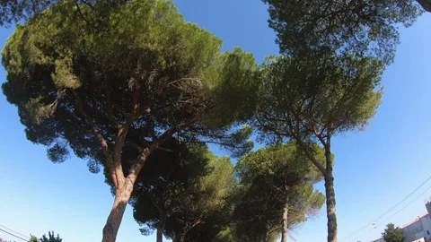 Driving a Car along empty Road in Italy on a sunny day with clear sky. Low angle Vídeo Stock 123539829