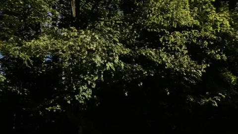 Driving a car along forest. View from car window on blue sky and trees Stock Footage 118340559