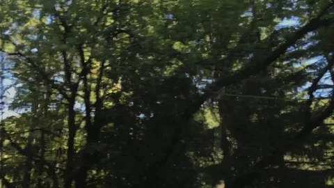 Driving a car along forest. View from car window on blue sky and trees Stock Footage 118340857