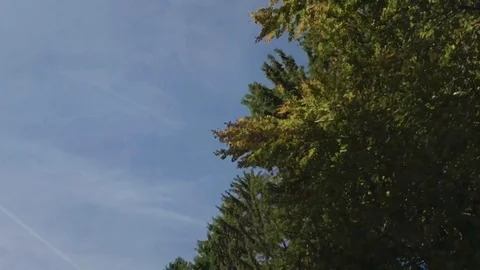 Driving a car along forest. View from car window on blue sky and trees  Video stock 118341346