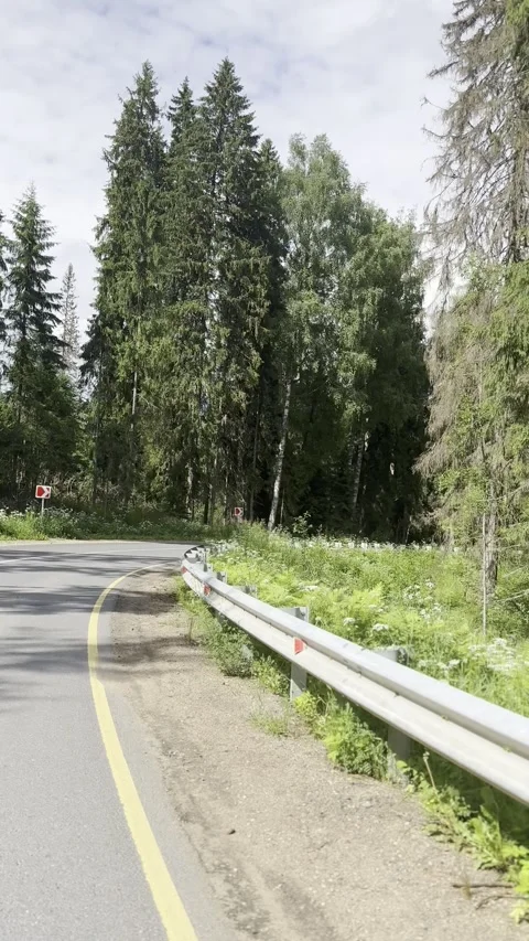 Driving a car along a road in a pine forest Stock Footage 337614811