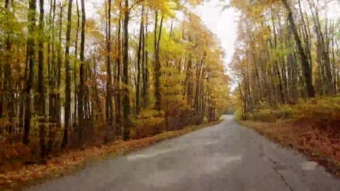 Driving car in beautiful autumn woods with colorful foliage tree in rural area. Stock Footage 69320341
