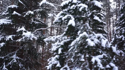 Driving a car Forest road Tree View from the window Pov Tracking Auto Nature Stock Footage 100406099