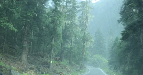 Driving car in the raining forest Stock Footage 257377193