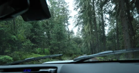 Driving car in the raining forest Stock Footage 299464898