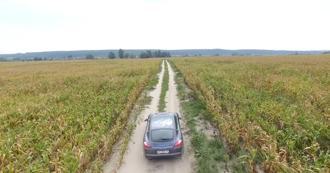 Driving car through a corn field Stock Footage 91615368