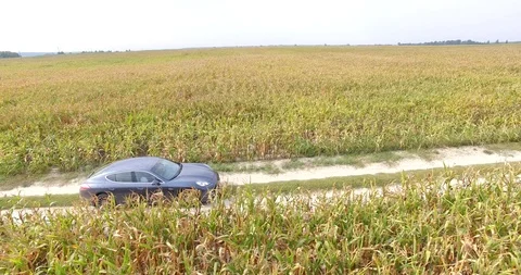 Driving car through a corn field. Stock Footage 91615377